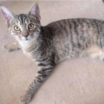 Rescue Domestic Short Hair Cats for Adoption in Warr Acres, Oklahoma - Story | PetCurious