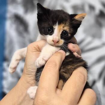 Domestic Short Hair Cats Available for Adoption in Wahiawa, Hawaii - Kinley | PetCurious