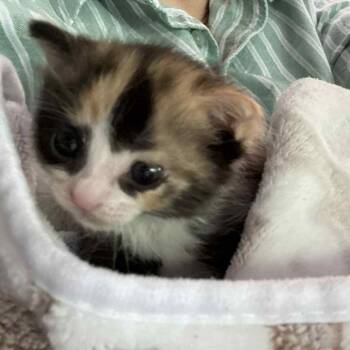 Rescue Domestic Short Hair Cats for Adoption in Fort Belvoir, Virginia - Clementine Churchill (Clemmie) | PetCurious