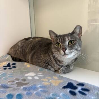 Rescue Domestic Short Hair Cats for Adoption in Beaumont, Texas - Starla | PetCurious