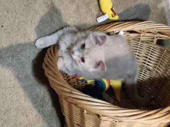 Goldie -  Domestic Long Hair Cat for Adoption in Clayton, North Carolina - Goldie | PetCurious