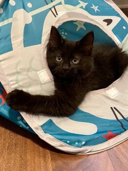 Sprout -  Domestic Medium Hair Cat for Adoption in Denver, Colorado - Sprout | PetCurious