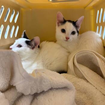 Alfredo -  Domestic Short Hair Cat for Adoption in Dekalb, Illinois - Alfredo | PetCurious