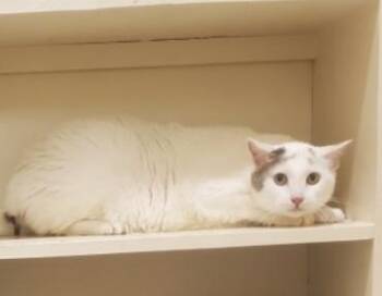 Rescue Domestic Short Hair Cats for Adoption - Frost | PetCurious