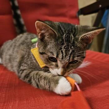 Rescue Tabby Cats for Adoption in Richmond, Virginia - Poppy | PetCurious