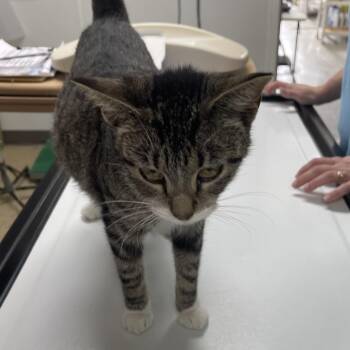 Abilene -  Domestic Short Hair Cat for Adoption in Pekin, Illinois - Abilene | PetCurious
