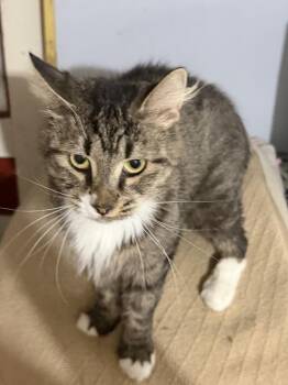 Alley -  Domestic Medium Hair Cat for Adoption in Greenwich Township, New Jersey - Alley | PetCurious