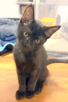 Belladonna -  Domestic Short Hair Cat for Adoption in Edmond, Oklahoma - Belladonna | PetCurious