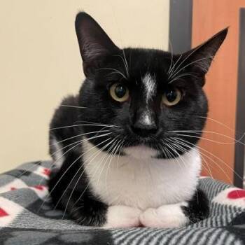 Domestic Short Hair Cats Available for Adoption - Ferguson | PetCurious