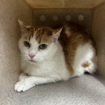 Joyful -  Domestic Medium Hair Cat for Adoption in Reno, Nevada - Joyful | PetCurious