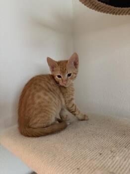 Mackerel -  Domestic Short Hair Cat for Adoption in Brandon, Florida - Mackerel | PetCurious