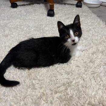 Floof -  Domestic Short Hair Cat for Adoption in Buffalo, New York - Floof | PetCurious