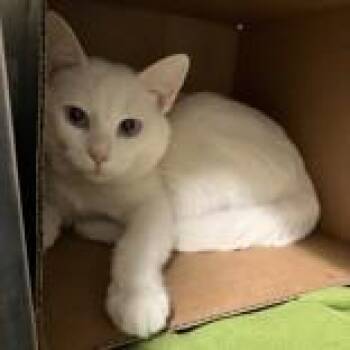 Ghost -  Domestic Short Hair Cat for Adoption in Hilliard, Ohio - Ghost | PetCurious