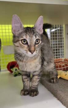 Rescue Domestic Short Hair Cats for Adoption in Fort Myers, Florida - Marge | PetCurious