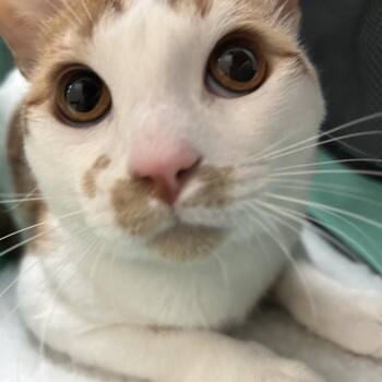 Potato -  Domestic Short Hair Cat for Adoption in Lakeland, Florida - Potato | PetCurious