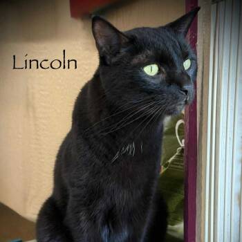 Rescue Domestic Short Hair Cats for Adoption in Tulsa, Oklahoma - Lincoln | PetCurious