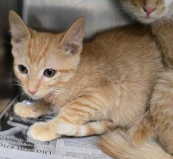Cedar -  Domestic Short Hair Cat for Adoption in Sullivan, Indiana - Cedar | PetCurious