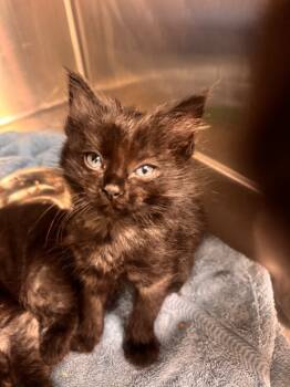 Rescue Domestic Medium Hair Cats for Adoption in Danielsville, Georgia - Fran | PetCurious