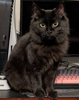 Domestic Medium Hair Cats Available for Adoption - Eleanor | PetCurious