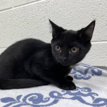 Sheldon -  Domestic Short Hair Cat for Adoption in Lyndhurst, Virginia - Sheldon | PetCurious