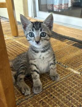 Holly -  Domestic Short Hair Cat for Adoption in Green Valley, Arizona - Holly | PetCurious