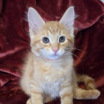 Rescue Domestic Short Hair Cats for Adoption in Vine Grove, Kentucky - Garnet | PetCurious