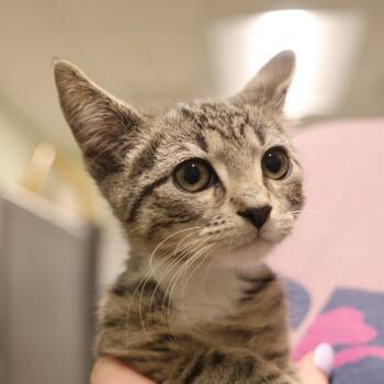 Domestic Short Hair Cats Available for Adoption in Briarcliff Manor, New York - Hashbrown | PetCurious