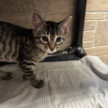 Dee Dee Dee -  Domestic Short Hair Cat for Adoption in Davenport, Iowa - Dee Dee Dee | PetCurious