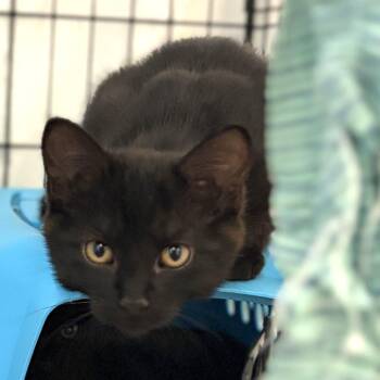 Xue (26-3Z-1) -  Domestic Short Hair Cat for Adoption in Rifle, Colorado - Xue (26-3Z-1) | PetCurious