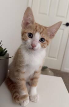 Tabby Cats Available for Adoption in Woodinville, Washington - Quark | PetCurious