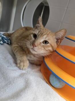 Domestic Short Hair Cats Available for Adoption - Nuggie | PetCurious