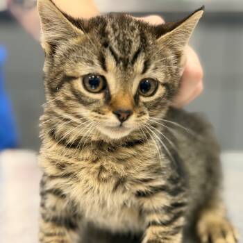 Rescue Domestic Short Hair Cats for Adoption in Greensboro, North Carolina - Thorn | PetCurious