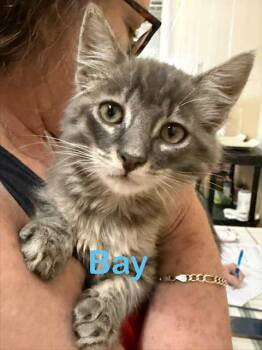 Domestic Medium Hair Cats Available for Adoption in New Bern, North Carolina - BAY Kitten (m) | PetCurious