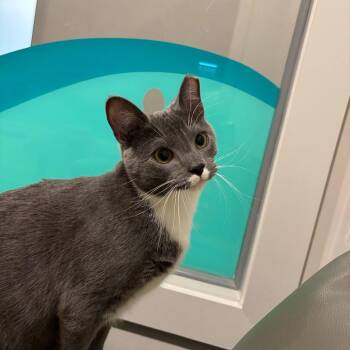 Domestic Short Hair Cats Available for Adoption in Louisville, Kentucky - Tater Tot (Bonded With Mater) | PetCurious