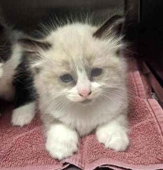 Domestic Long Hair Cats Available for Adoption in Vancouver, Washington - Camry | PetCurious