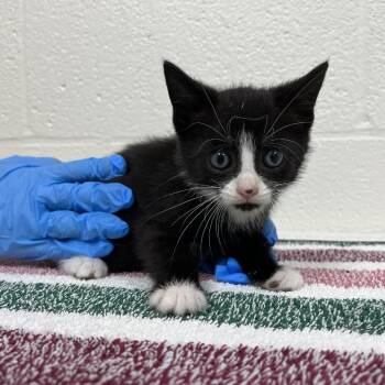 SVAS-Stray-39033 -  Domestic Short Hair Cat for Adoption in Lyndhurst, Virginia - SVAS-Stray-39033 | PetCurious
