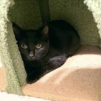 Closer by the Hour -  Domestic Short Hair Cat for Adoption in Fredericksburg, Virginia - Closer By The Hour | PetCurious