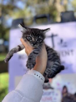 Bug -  Domestic Medium Hair Cat for Adoption in Penryn, California - Bug | PetCurious