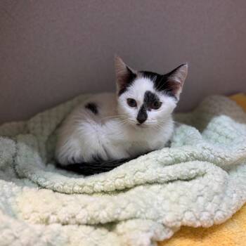 Fava -  Domestic Short Hair Cat for Adoption in Pittsburgh, Pennsylvania - Fava | PetCurious