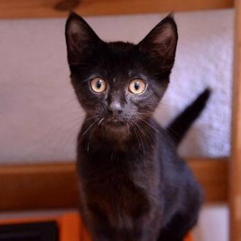 Sandy (Pet of the Week) -  Domestic Short Hair Cat for Adoption in Fort Leavenworth, Kansas - Sandy (Pet Of The Week) | PetCurious