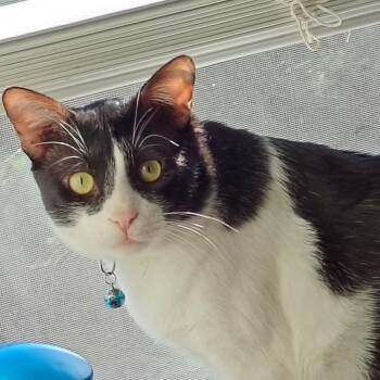 Tuxedo and Domestic Short Hair Cats Available for Adoption in San Antonio, Texas - Bulan | PetCurious