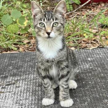 Shania -  Domestic Medium Hair Cat for Adoption in North Port, Florida - Shania | PetCurious
