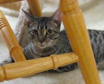 Rescue Tabby Cats for Adoption in Palmyra, Virginia - Gummo | PetCurious