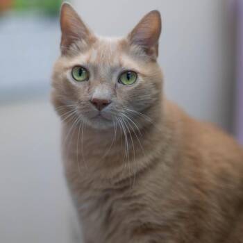 Goose -  Domestic Medium Hair Cat for Adoption in South Burlington, Vermont - Goose | PetCurious