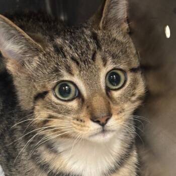 Rescue Domestic Short Hair Cats for Adoption in Napoleon, Ohio - Merlin 81C25 | PetCurious