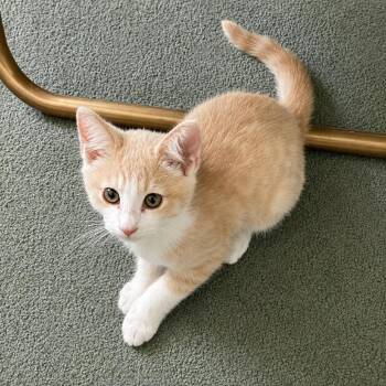 Daniel -  Domestic Short Hair Cat for Adoption in Long Beach, California - Daniel | PetCurious