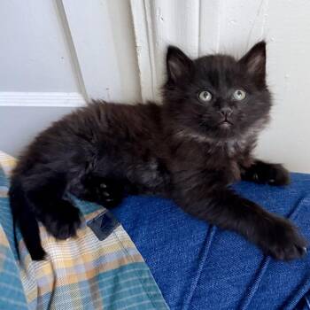 Domestic Long Hair Cats Available for Adoption in Costa Mesa, California - Uncle Baby Billy | PetCurious