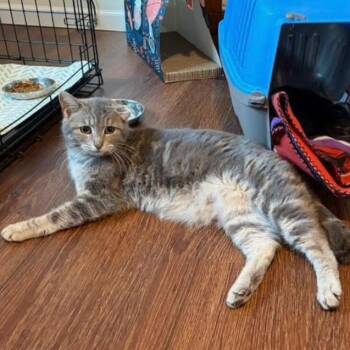 Sweetie Pie -  Domestic Short Hair Cat for Adoption in Yorktown, Indiana - Sweetie Pie | PetCurious