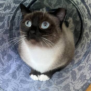 MeiMei -  Siamese Cat for Adoption in Columbia, Missouri - MeiMei | PetCurious