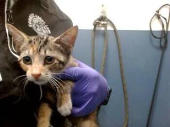 TASHA -  Domestic Short Hair Cat for Adoption in Doral, Florida - TASHA | PetCurious